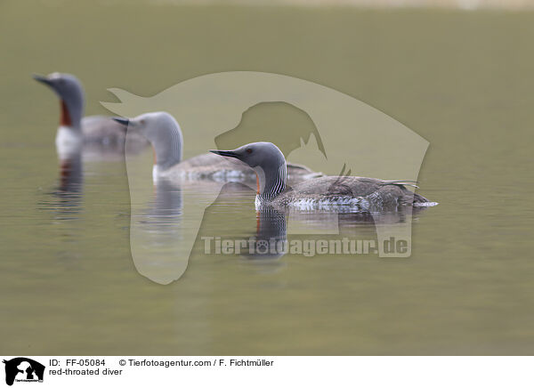 Sterntaucher / red-throated diver / FF-05084