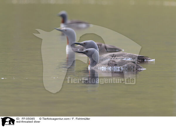 Sterntaucher / red-throated diver / FF-05085