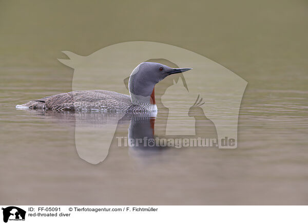 Sterntaucher / red-throated diver / FF-05091