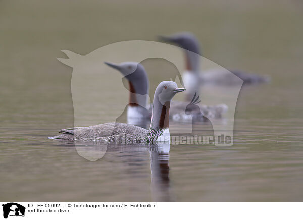 Sterntaucher / red-throated diver / FF-05092