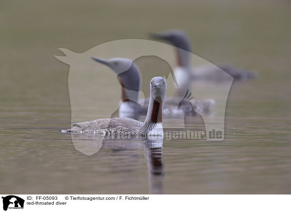 Sterntaucher / red-throated diver / FF-05093