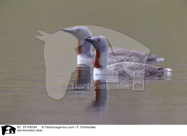 Sterntaucher / red-throated diver / FF-05094
