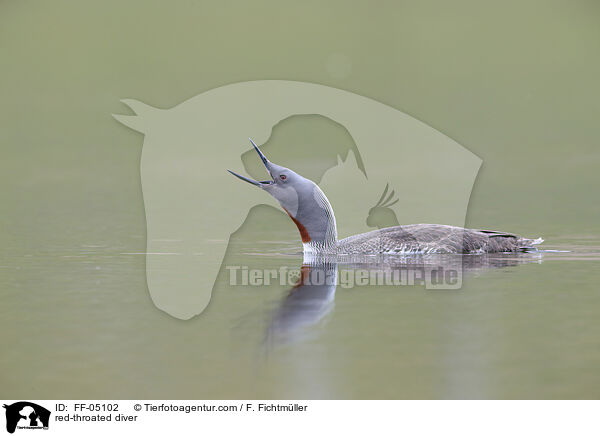 Sterntaucher / red-throated diver / FF-05102