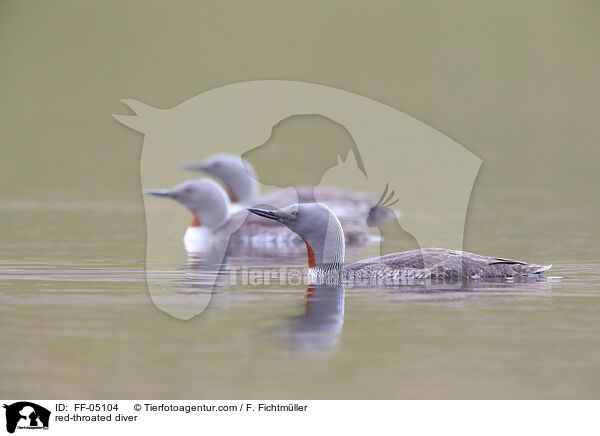 Sterntaucher / red-throated diver / FF-05104