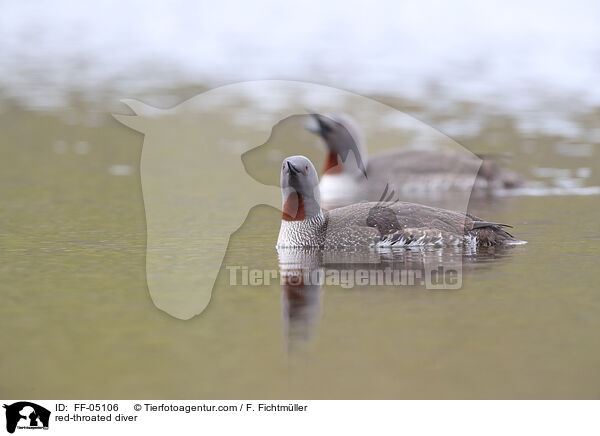 Sterntaucher / red-throated diver / FF-05106