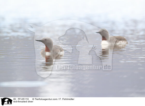 Sterntaucher / red-throated diver / FF-05110