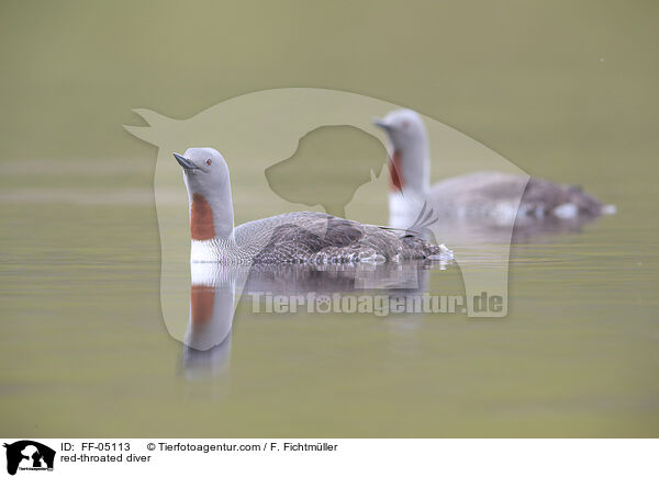 Sterntaucher / red-throated diver / FF-05113