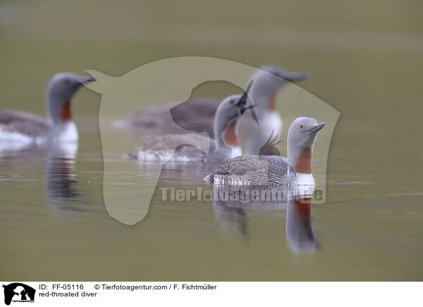 Sterntaucher / red-throated diver / FF-05116