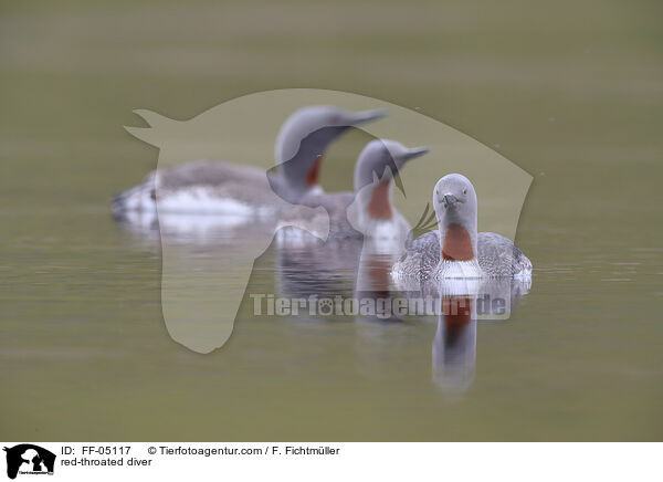 Sterntaucher / red-throated diver / FF-05117