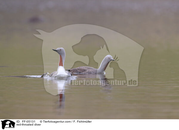Sterntaucher / red-throated diver / FF-05131
