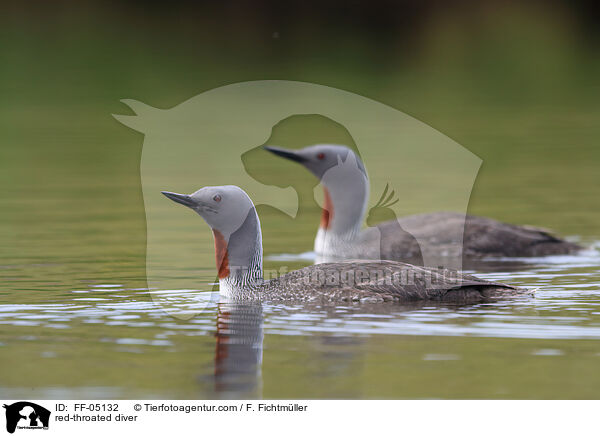 Sterntaucher / red-throated diver / FF-05132