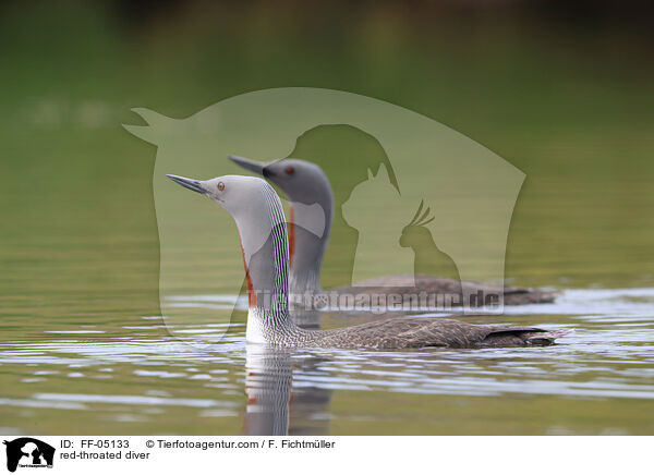 Sterntaucher / red-throated diver / FF-05133