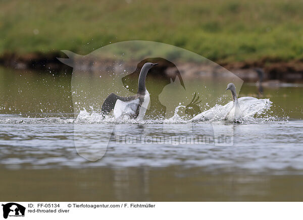 Sterntaucher / red-throated diver / FF-05134
