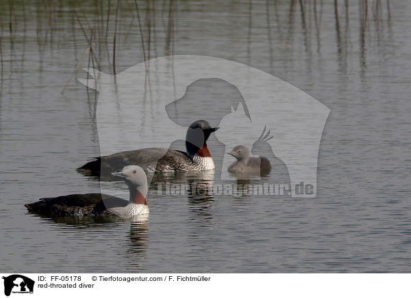 Sterntaucher / red-throated diver / FF-05178