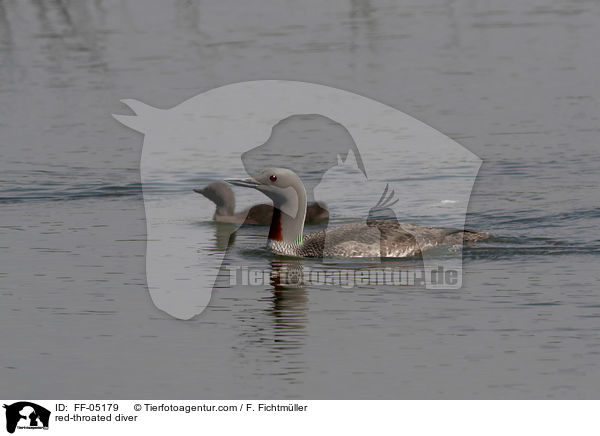 Sterntaucher / red-throated diver / FF-05179