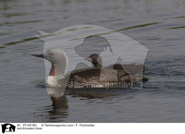 Sterntaucher / red-throated diver / FF-05180