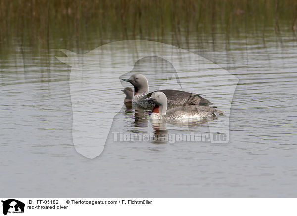 Sterntaucher / red-throated diver / FF-05182