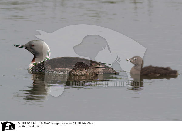 Sterntaucher / red-throated diver / FF-05184