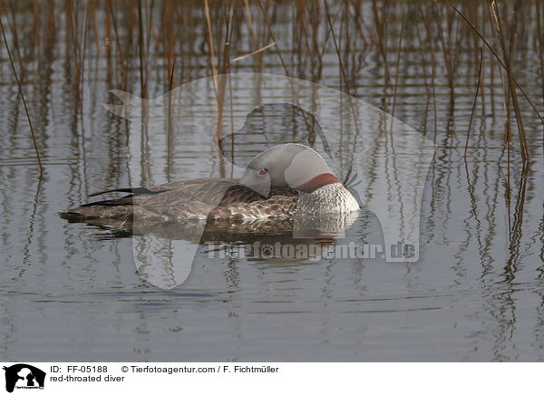 Sterntaucher / red-throated diver / FF-05188