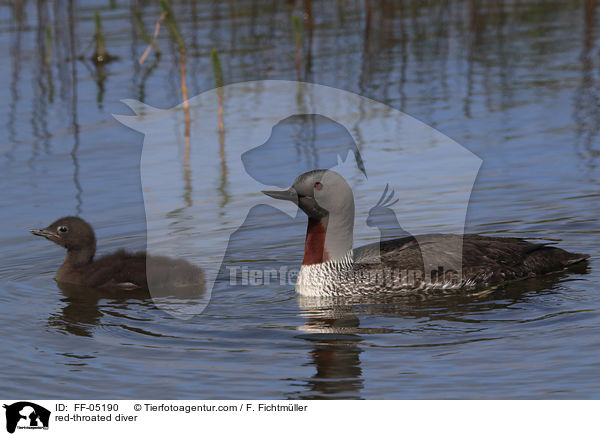 Sterntaucher / red-throated diver / FF-05190