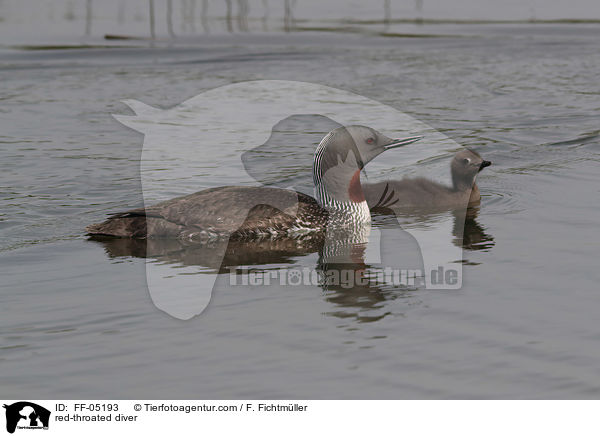Sterntaucher / red-throated diver / FF-05193