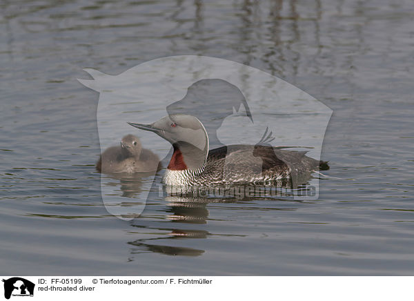 Sterntaucher / red-throated diver / FF-05199