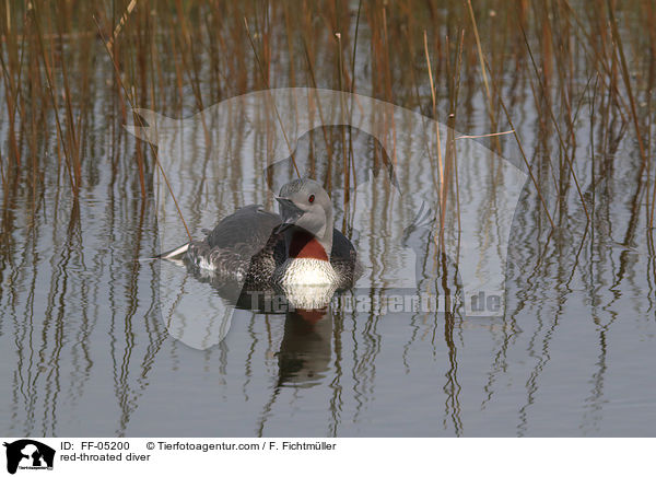 Sterntaucher / red-throated diver / FF-05200
