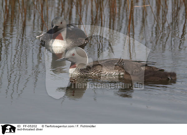 Sterntaucher / red-throated diver / FF-05202