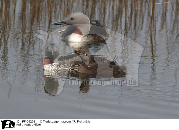 Sterntaucher / red-throated diver / FF-05203
