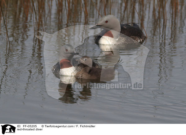 Sterntaucher / red-throated diver / FF-05205
