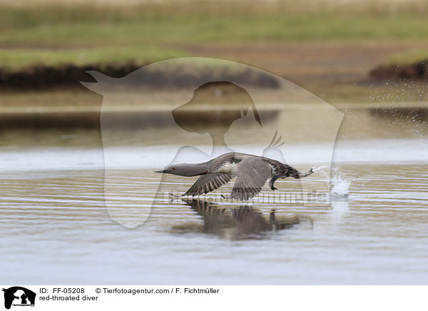 Sterntaucher / red-throated diver / FF-05208