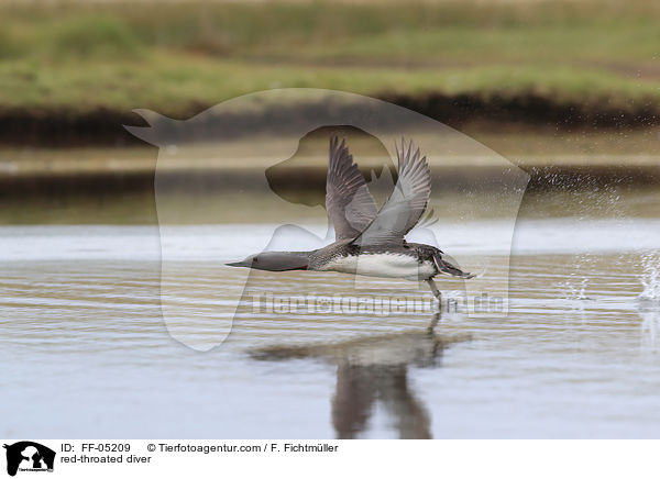 Sterntaucher / red-throated diver / FF-05209