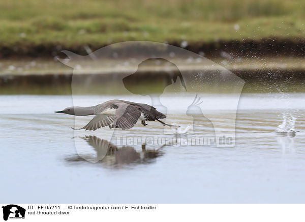 Sterntaucher / red-throated diver / FF-05211