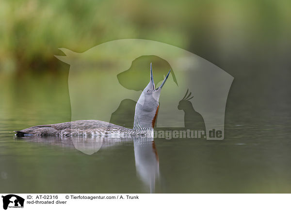 Sterntaucher / red-throated diver / AT-02316