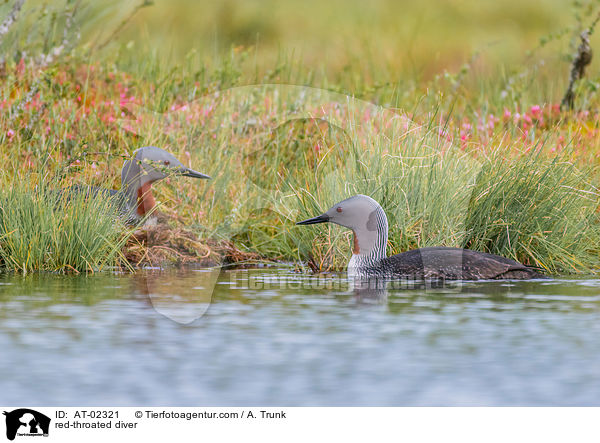 Sterntaucher / red-throated diver / AT-02321
