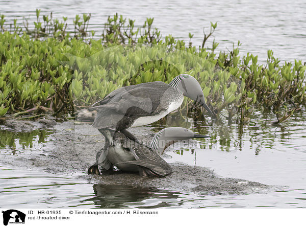 Sterntaucher / red-throated diver / HB-01935