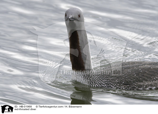 Sterntaucher / red-throated diver / HB-01968