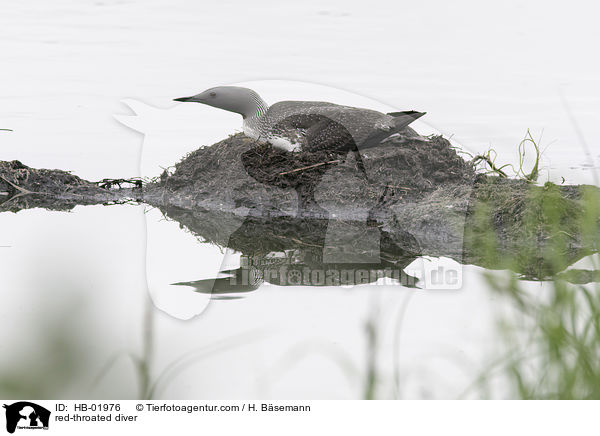 Sterntaucher / red-throated diver / HB-01976