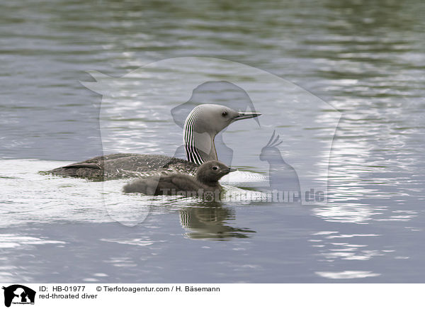 Sterntaucher / red-throated diver / HB-01977