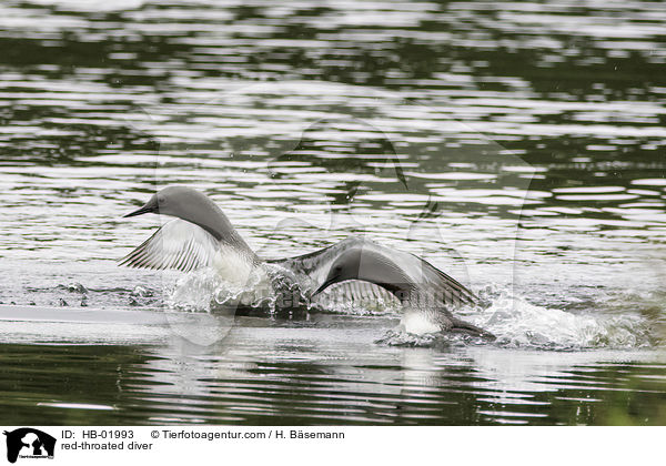 Sterntaucher / red-throated diver / HB-01993