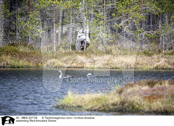 schwimmende Sterntaucher / swimming Red-throated Divers / MBS-20739