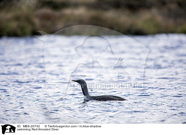 schwimmender Sterntaucher / swimming Red-throated Diver / MBS-20742