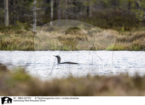 schwimmender Sterntaucher / swimming Red-throated Diver / MBS-20750