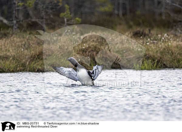 schwimmender Sterntaucher / swimming Red-throated Diver / MBS-20751