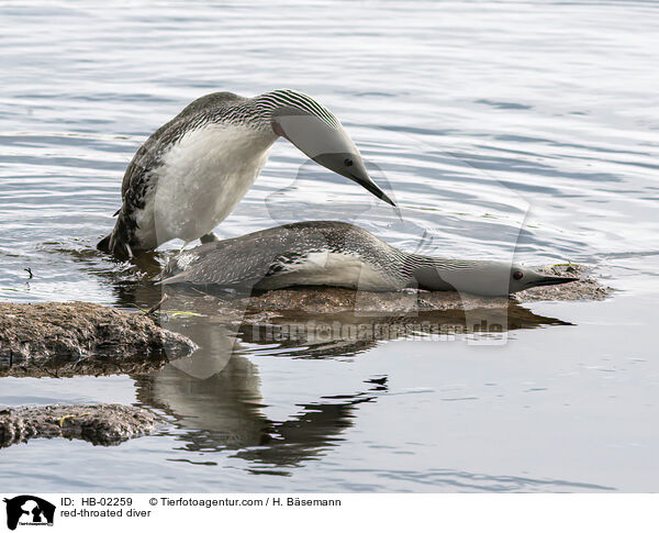 Sterntaucher / red-throated diver / HB-02259