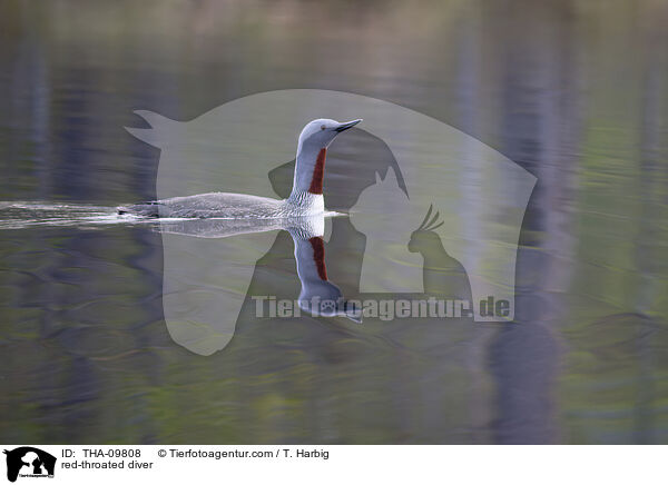 Sterntaucher / red-throated diver / THA-09808
