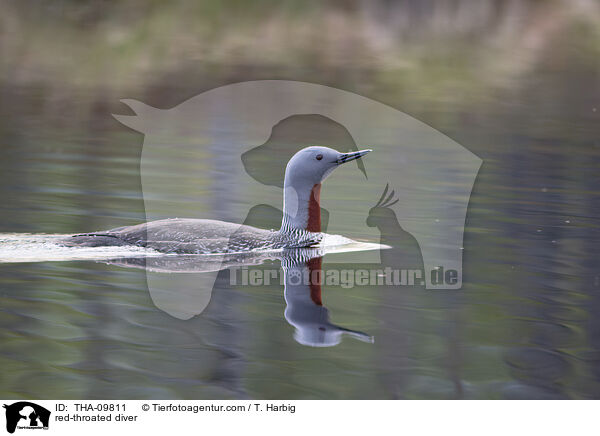 Sterntaucher / red-throated diver / THA-09811