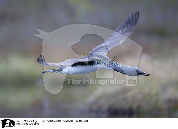 Sterntaucher / red-throated diver / THA-09812