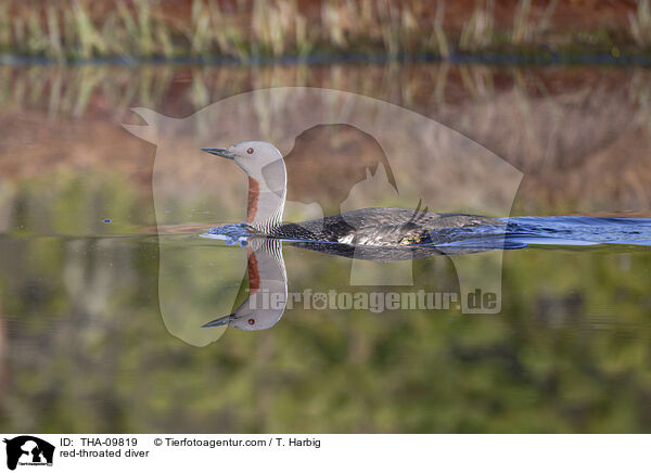 Sterntaucher / red-throated diver / THA-09819