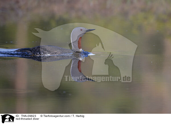 Sterntaucher / red-throated diver / THA-09823